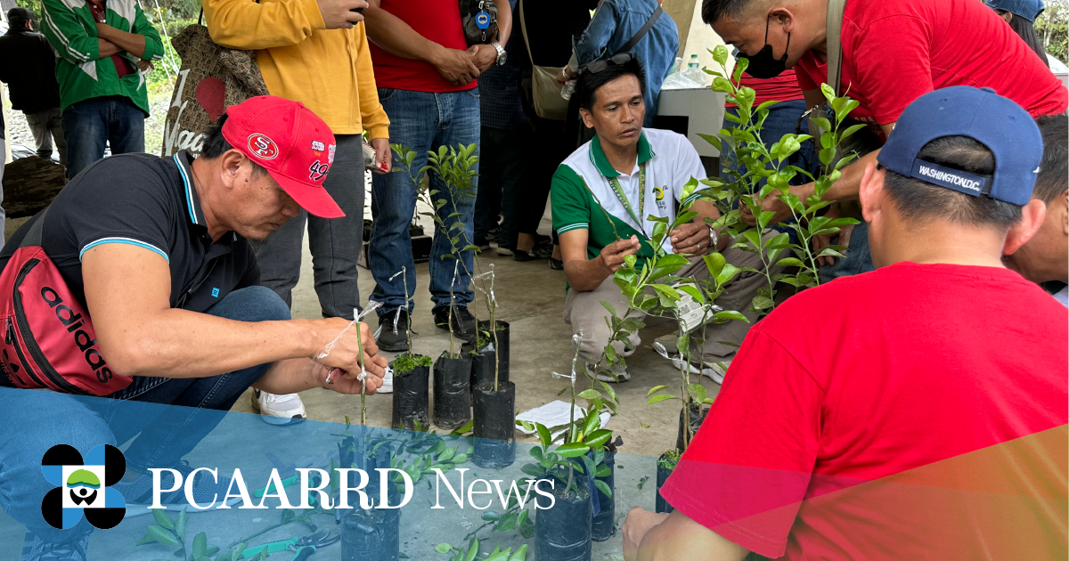 DOST-PCAARRD Agri-Aqua Business Hub brings calamansi farmers to NVSU for benchmarking 